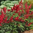 Astilbe Fanal 3 Bare Root Plants