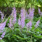 Astilbe Chinensis Pumila 3 Bare Root Plants