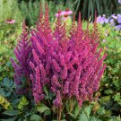 Astilbe Chinensis Visions 3 Bare Root Plants