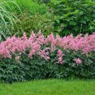 Astilbe Bressingham Beauty 3 Bare Root Plants