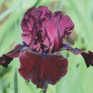 Iris Germanica Neptunes Wine Bearded Iris 3 Pack #1 Grade Rhizome