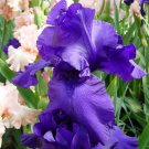 Iris Germanica Breakers Bearded Iris 3 Pack #1 Grade Rhizome