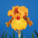 Iris Germanica Savannah Sunset Bearded Iris 3 Pack #1 Grade Rhizome