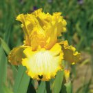 Iris Germanica Thats All Folks Bearded Iris 3 Pack #1 Grade Rhizome
