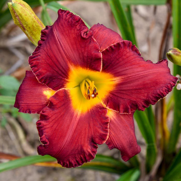 Hemerocallis Another Brick In The Wall Daylily 3 Bare Root Plants