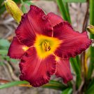 Hemerocallis Another Brick In The Wall Daylily 3 Bare Root Plants