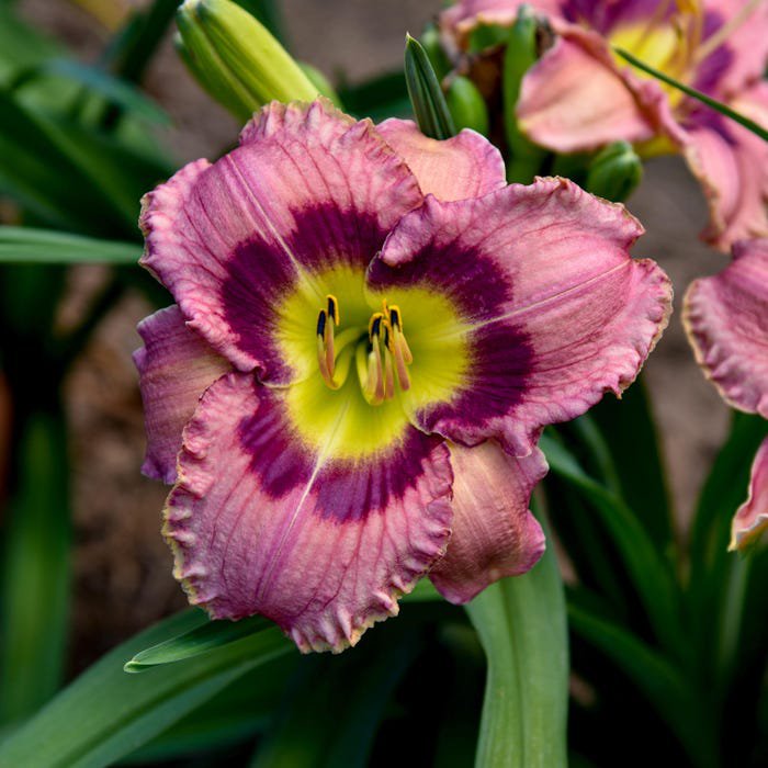 Hemerocallis Always Afternoon Daylily 3 Bare Root Plants
