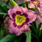 Hemerocallis Always Afternoon Daylily 3 Bare Root Plants