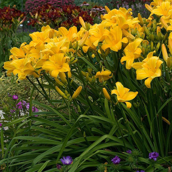 Hemerocallis Buttered Popcorn Daylily 3 Bare Root Plants