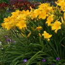 Hemerocallis Buttered Popcorn Daylily 3 Bare Root Plants