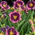 Hemerocallis Storm Shelter Daylily 3 Bare Root Plants