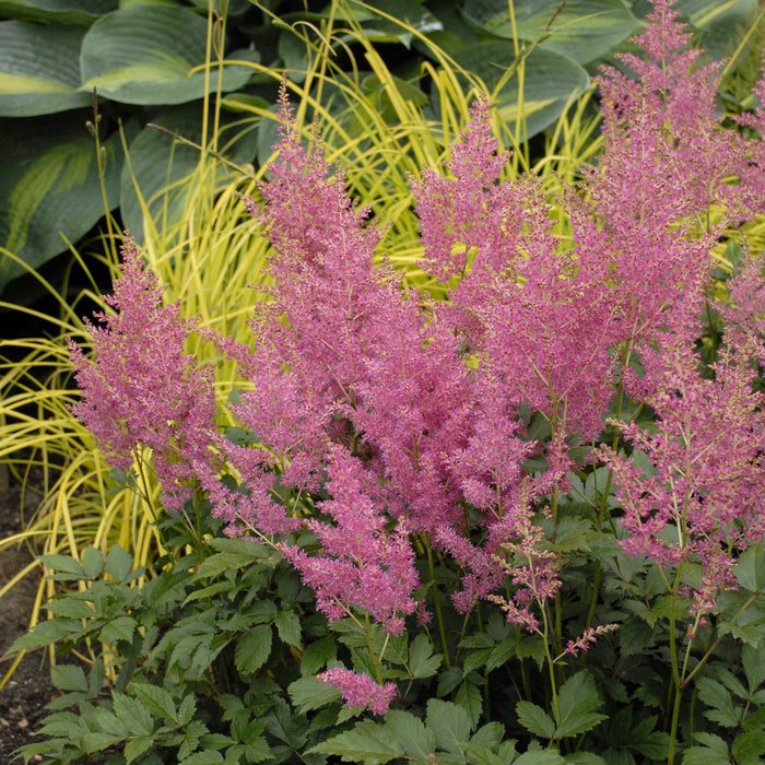 Astilbe Rheinland 3 Bare Root Plants