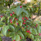 Ilex Pedunculosa Female Longstalk Holly 12 Inch Tall 4 Inch Pot