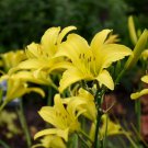Hemerocallis Hyperion Daylily 3 Bare Root Plants
