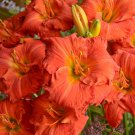 Hemerocallis Desert Flame Daylily 3 Bare Root Plants