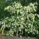 Clethra Barbinervis Japanese Clethra 12 Inch Tall Quart Pot Size