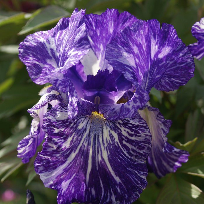 Iris Germanica Batik Bearded Iris 3 Pack #1 Grade Rhizome