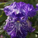 Iris Germanica Batik Bearded Iris 3 Pack #1 Grade Rhizome