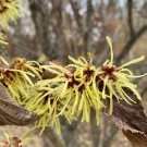 Hamamelis X Intermedia Sunburst Witch Hazel Live Plant 10 Inch Tall Ships Bare Root
