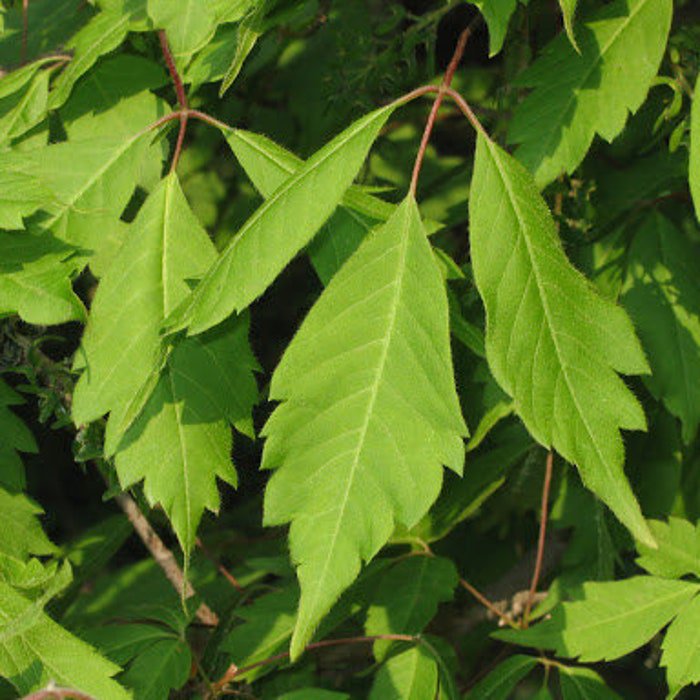 Acer Cissifolium Ivy-Leafed Maple Tree Live Plant 4 Inch Pot 12 Inch Tall