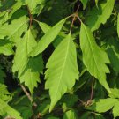Acer Cissifolium Ivy-Leafed Maple Tree Live Plant 4 Inch Pot 12 Inch Tall