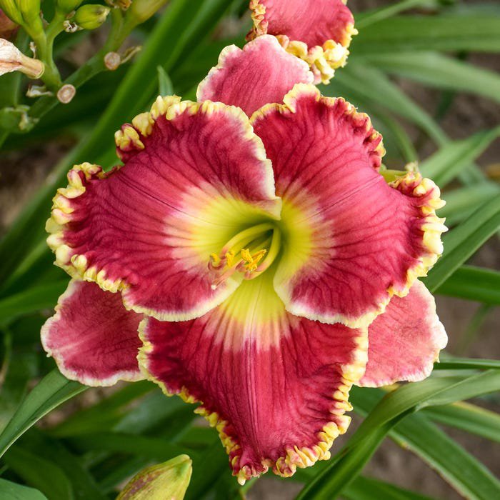 Hemerocallis Born To Run Daylily 3 Bare Root Plants