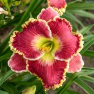 Hemerocallis Born To Run Daylily 3 Bare Root Plants