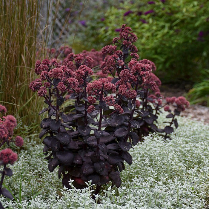 Sedum Night Embers 3 Pack Bare-Root Plant Grade #1