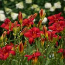 Hemerocallis Chicago Apache Daylily 3 Bare Root Plants