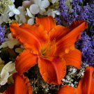Hemerocallis Alabama Jubilee Daylily 3 Bare Root Plants
