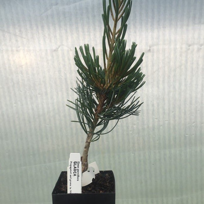Pinus Parviflora Glauca Live Plant 6 Inch Tall 1 Year Graft