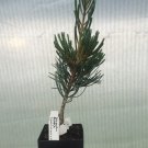 Pinus Parviflora Glauca Live Plant 6 Inch Tall 1 Year Graft