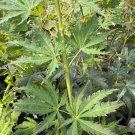 Acer Palmatum Strawberry Fields Japanese Maple Live Plant 12 Inch Tall 1 Year Graft