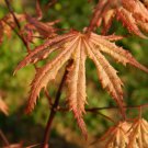 Acer Palmatum Nebula Japanese Maple Live Plant 10 Inch Tall 1 Year Graft