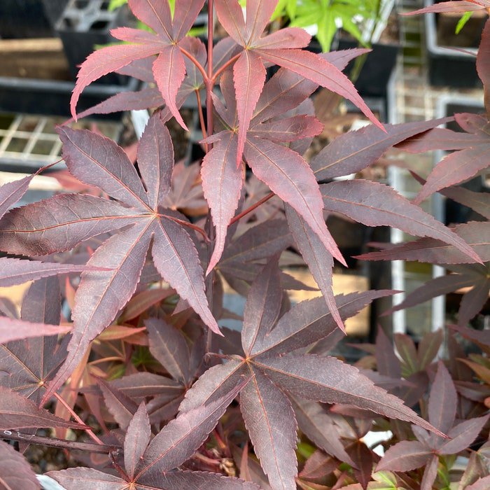Acer Palmatum Twombly S Red Sentinal Japanese Maple Live Plant 12 Inch Tall 1 Year Graft