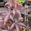 Acer Palmatum Twombly S Red Sentinal Japanese Maple Live Plant 12 Inch Tall 1 Year Graft