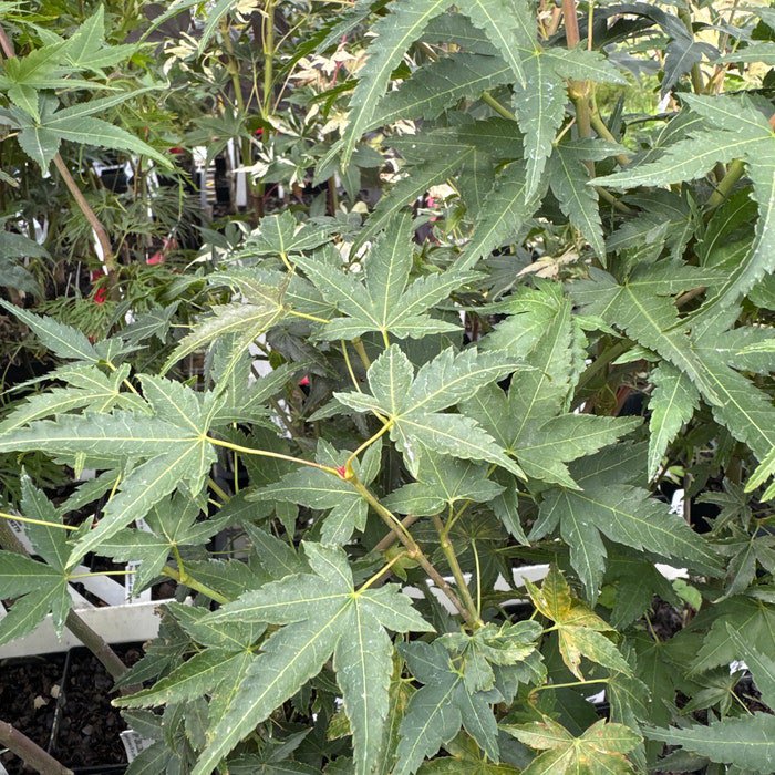 Acer Palmatum Hickory Hollow Dwarf Japanese Maple Live Plant 12 Inch Tall 1 Year Graft