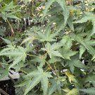 Acer Palmatum Hickory Hollow Dwarf Japanese Maple Live Plant 12 Inch Tall 1 Year Graft