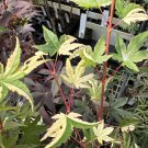 Acer Palmatum Versicolor Japanese Maple Live Plant 10 Inch Tall 1 Year Graft