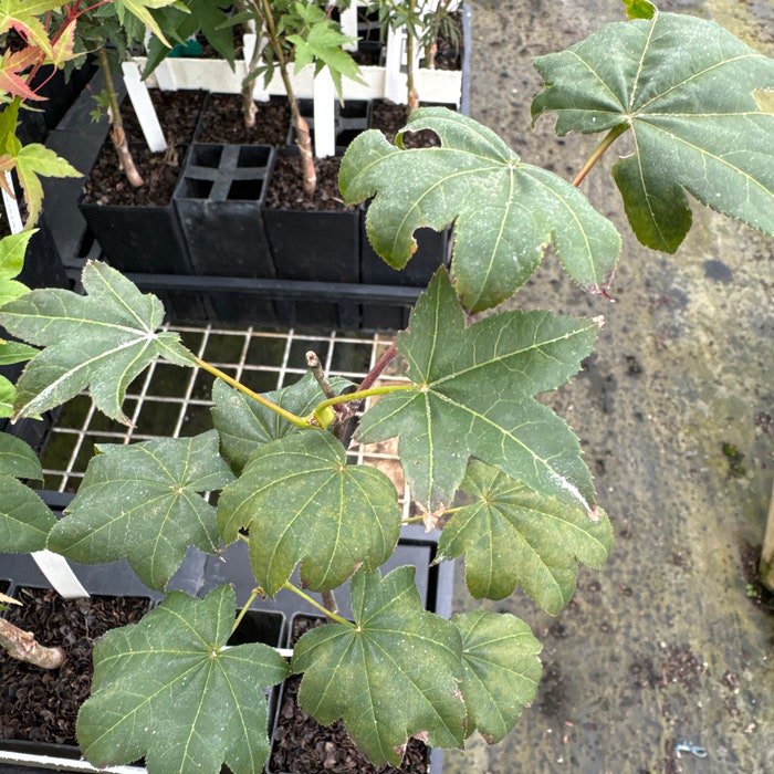 Acer Palmatum Saoshika Japanese Maple Live Plant 8 Inch Tall 1 Year Graft