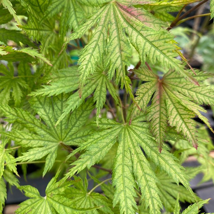 Acer Palmatum Ariadne Japanese Maple Live Plant 12 Inch Tall 1 Year Graft