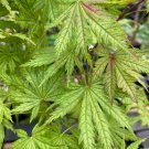Acer Palmatum Ariadne Japanese Maple Live Plant 12 Inch Tall 1 Year Graft
