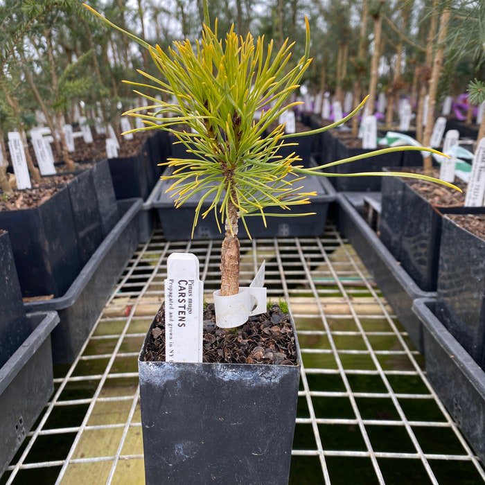 Pinus Mugo Carstens Wintergold Live Plant 6 Inch Tall 1 Year Graft