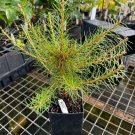 Larix X Marschlinsii Umhausen Larch 8 Inch Tall 1 Year Graft