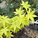 Acer Palmatum Summer Gold Japanese Maple Live Plant 8 Inch Tall 1 Year Graft