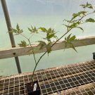 Acer Palmatum Blonde Beauty Japanese Maple Live Plant 10 Inch Tall 1 Year Graft