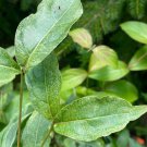 Cornus Kousa Summer Games Chinese Dogwood 15 Inch Tall 1 Year Graft