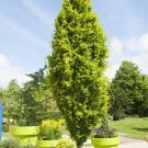 Fagus Sylvatica Dawyck Gold Gold Leaf European Beech Live Plant 18 Inch Tall Ships Bare Root
