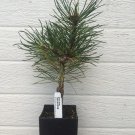 Pinus Mugo Sunshine Live Plant 6 Inch Tall 1 Year Graft