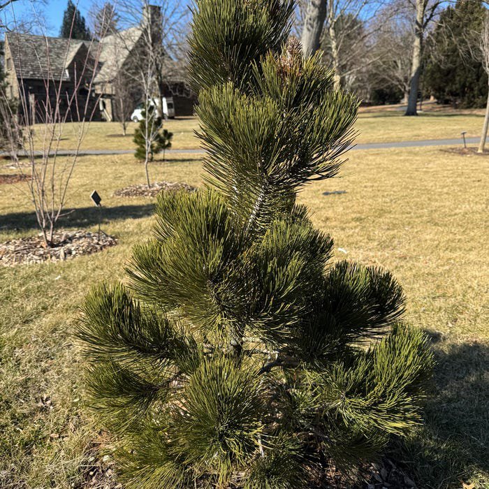 Pinus Heldreichii Malinki Bosnian Pine Live Plant 6 Inch Tall 1 Year Graft